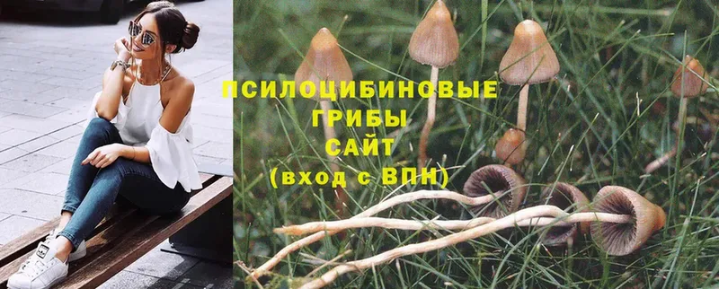 Псилоцибиновые грибы Psilocybine cubensis Коммунар